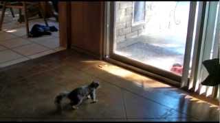 Nibbler Squirrel Outtakes from February visit