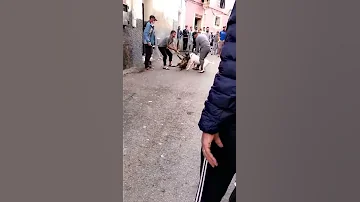 أخطر مصارعة كلاب 