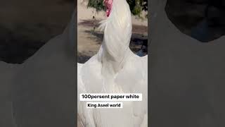 Paper White Aseel || Heera Aseel || white Aseel #aseelmurgalover #beautifull #shoq #aseel