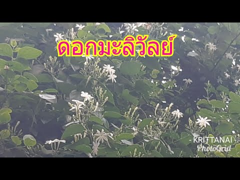 ดอกมะลิวัลย์ ไม้ดอกเริ่มหายากแล้ว