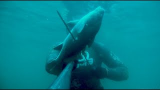 Eşkina 1 Kg Marmara Sea Brown Meagrea