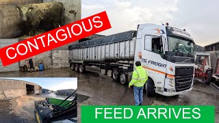 FEED DELIVERY - CONTAGIOUS CONDITION EFFECTS CATTLE