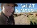 That DID NOT go well... | moving cows and young calves  through two gates and across a road