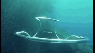 Interacting bubble rings