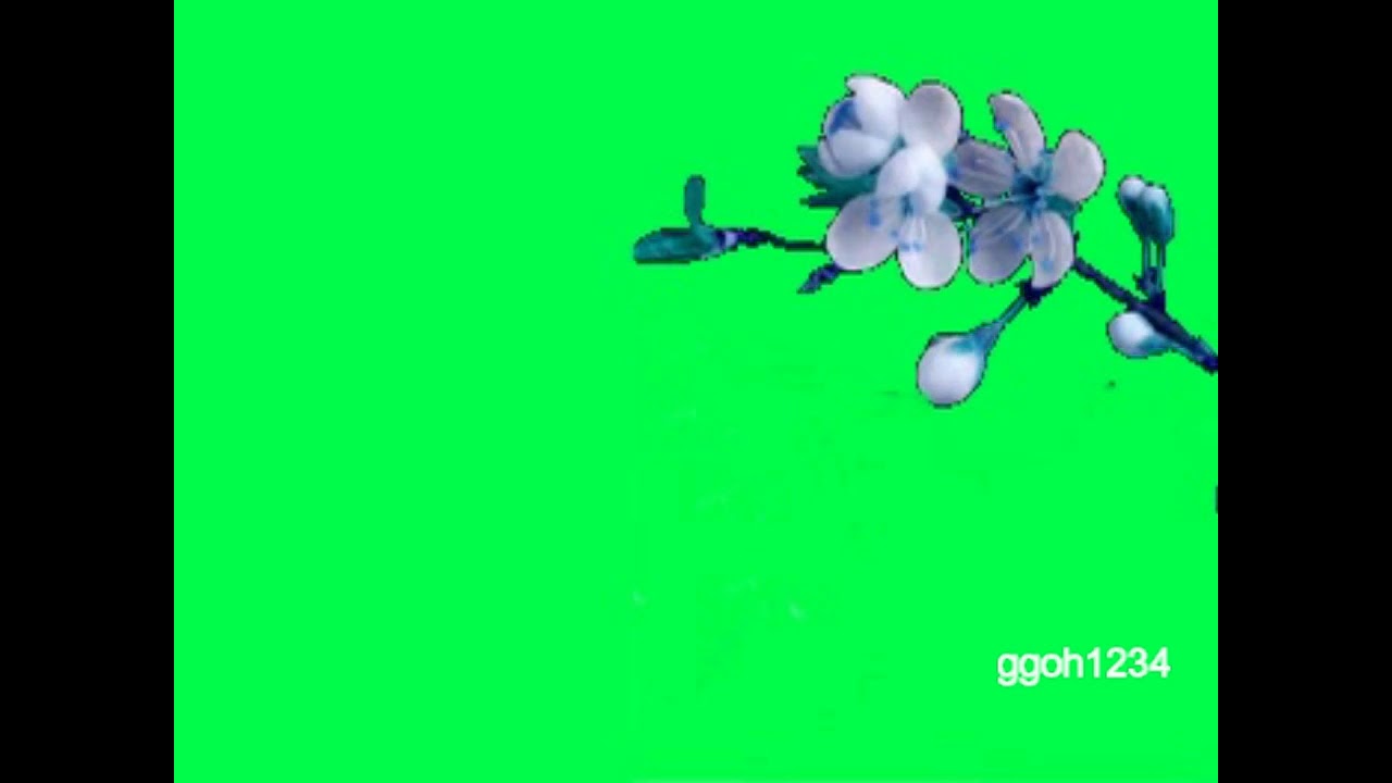 Cherry Blossom bloom in green screen