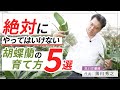 【胡蝶蘭】絶対にやってはいけない！胡蝶蘭の育て方5選！！