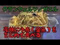 【カエル系】クランウェルツノガエル小赤を２匹まとめて飲み込む【カエル系】