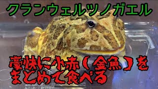 【カエル系】クランウェルツノガエル小赤を２匹まとめて飲み込む【カエル系】