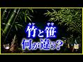 【ゆっくり解説】七夕のササは本当に笹?竹と笹、何が違う?を解説/大きさだけでは分からない本当の見分け方