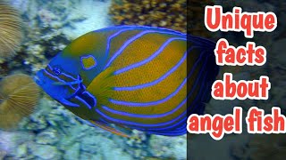 Unique facts about angelfish