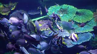 Oddly satisfying: beautiful fish serenely surround diver during feeding time in Thailand by Newsflare VIP 39 views 4 years ago 1 minute, 14 seconds