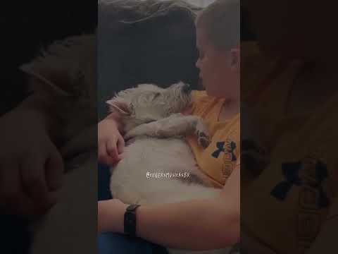 A boy singing to his dog | A sky full of star | Coldplay