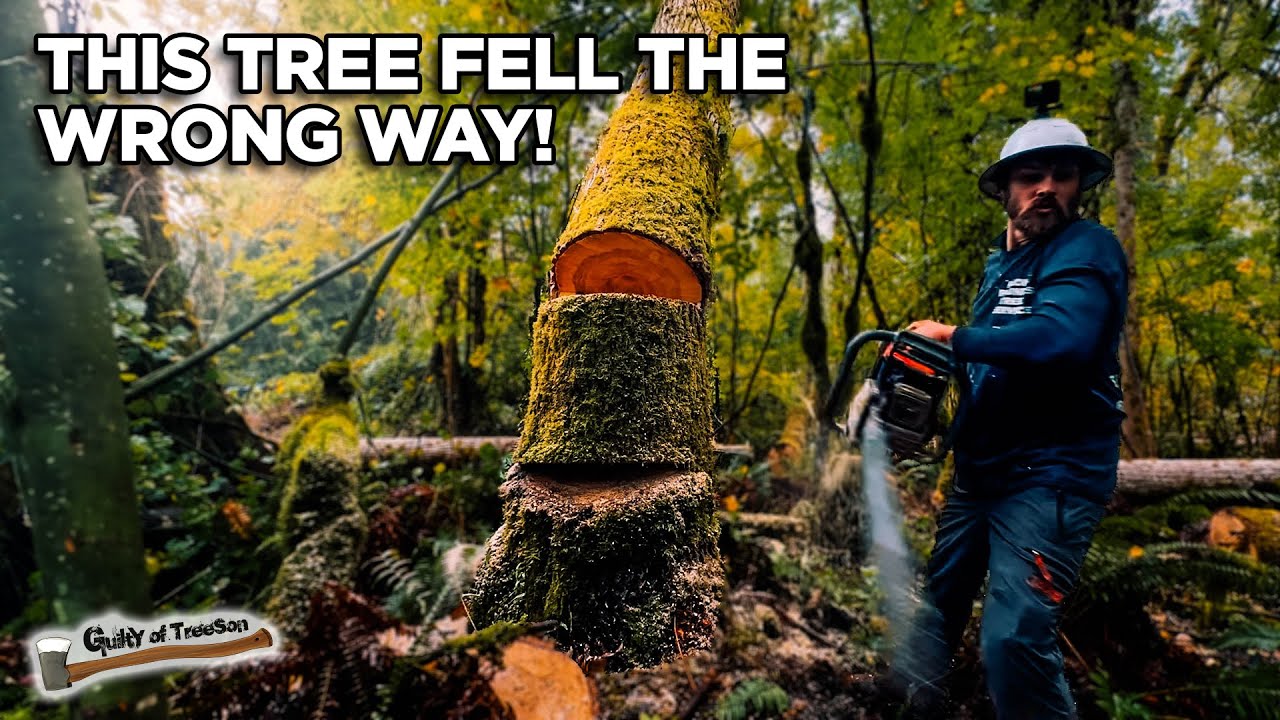 Last Tree of The Day Almost Goes BAD! - YouTube