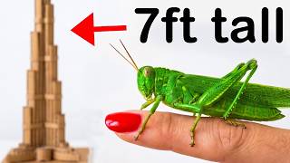 I Built a GrassHoppers Mansion