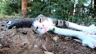 伸びる猫