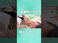 【MECP2重複症候群】胃ろうからのミルク注入