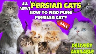 How to find out pure breed vs cross breed😳pure breed Persian cat😺 for sale in Chennai❤️‍🔥#persiancat