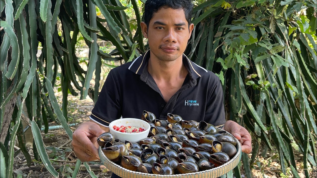 របៀបដាកអន្ទក់យកខ្យងហូប