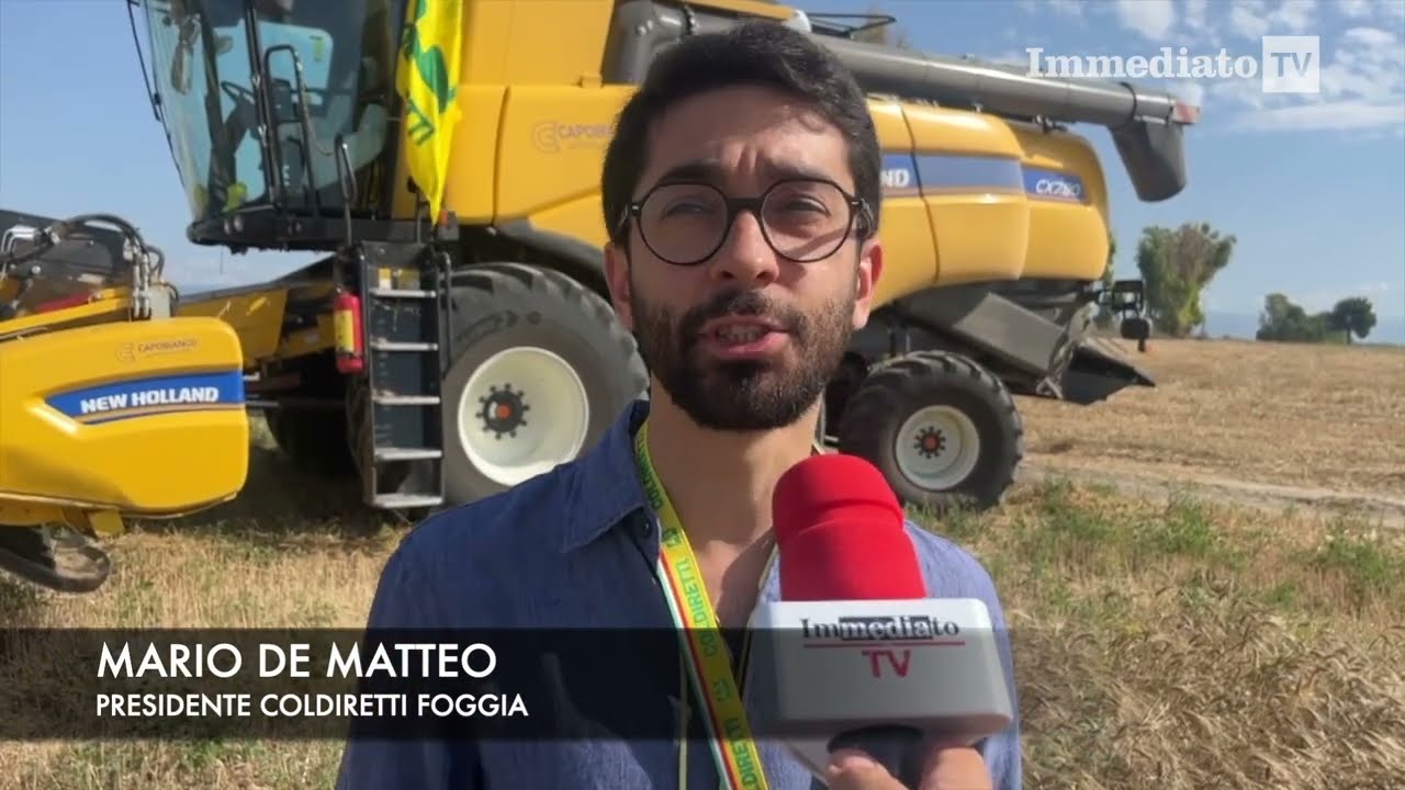 GRANO, NEL FOGGIANO PRODUZIONE IN CALO DEL 20%