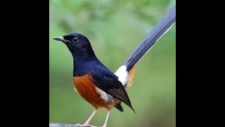 Gereja tarung suara jernih masteran terbaik