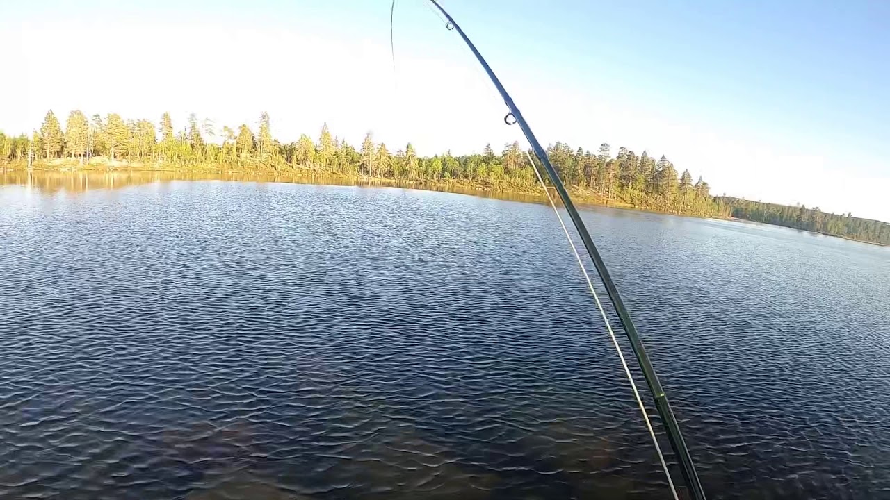 Stor öring på fluga