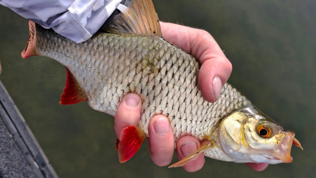 Avižadrebis ir raužių rojus