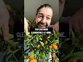 How to grow clementines at home  creative explained