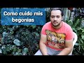 Begonias el cuidado y la reproduccion