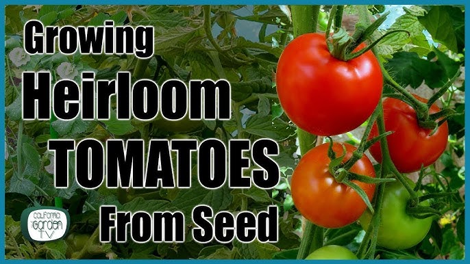 5 Things to Know About Heirloom Tomatoes