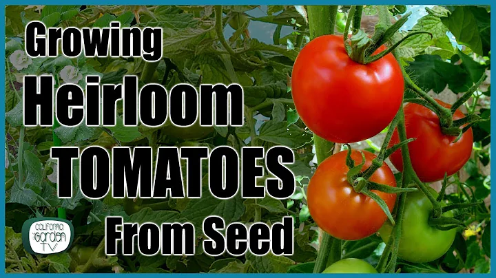 Growing Heirloom Tomatoes from Seed! // Step by Step Instructions