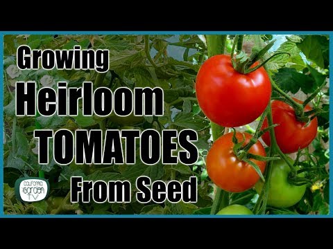 Growing Heirloom Tomatoes from Seed! // Step by Step Instructions