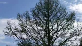 GOLDEN LARCH TREE - CHINA