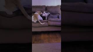 King Of The Couch Round 2.. Dogo Argentino