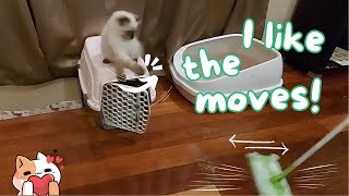 Kitten's Mopping Mimicry ! 😻🧹🪣 by Eli & Mocha 197 views 2 months ago 38 seconds