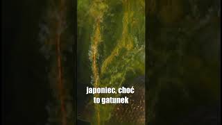 NIECHCIANY GATUNEK