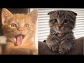 Proof That Cats Are The Most Dramatic Animals | Funny Cat Videos