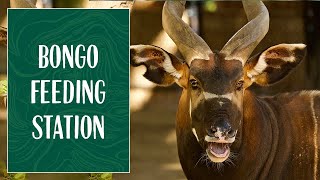 Bongo Snacking at Taronga Zoo Sydney!