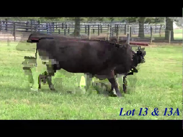Boyd Beef Cattle Lot 13 and 13A