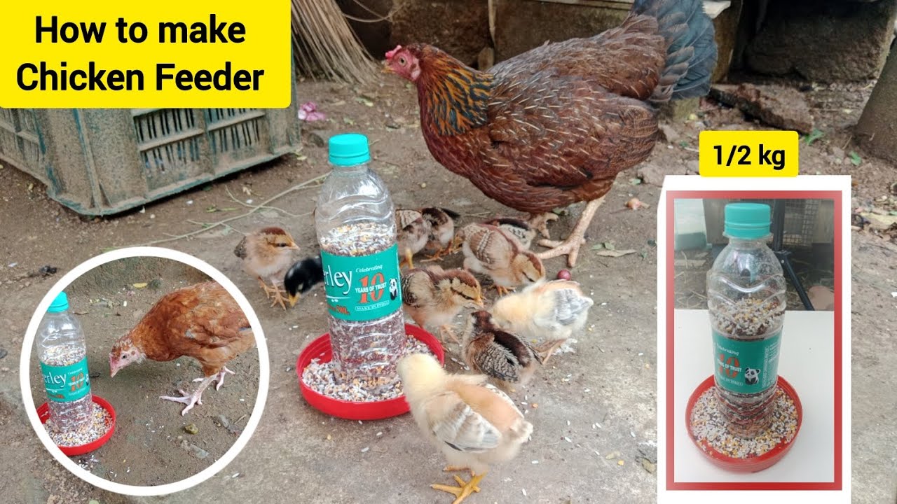 How to make  🐔 chicken Feeder by using Water Bottle || Zero COST | Homemade feeder 