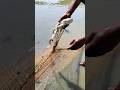 Big boal fish in the net. #fish #fishing #fishtrap #freshwaterfish #catfish #river #bigfish