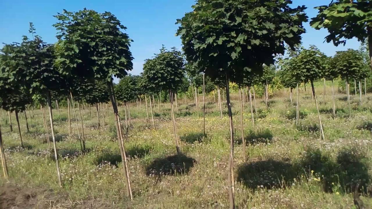 Клён остролистный "Globosum" | Plante.md