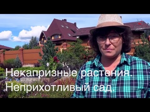 Некапризные растения. Неприхотливый сад.