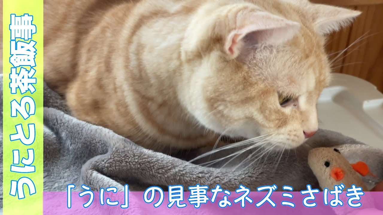 うにとろ茶飯事853　「うに」ネズミを上手にさばく　〜マンチカン「とろ」と「うに」の日常風景〜　