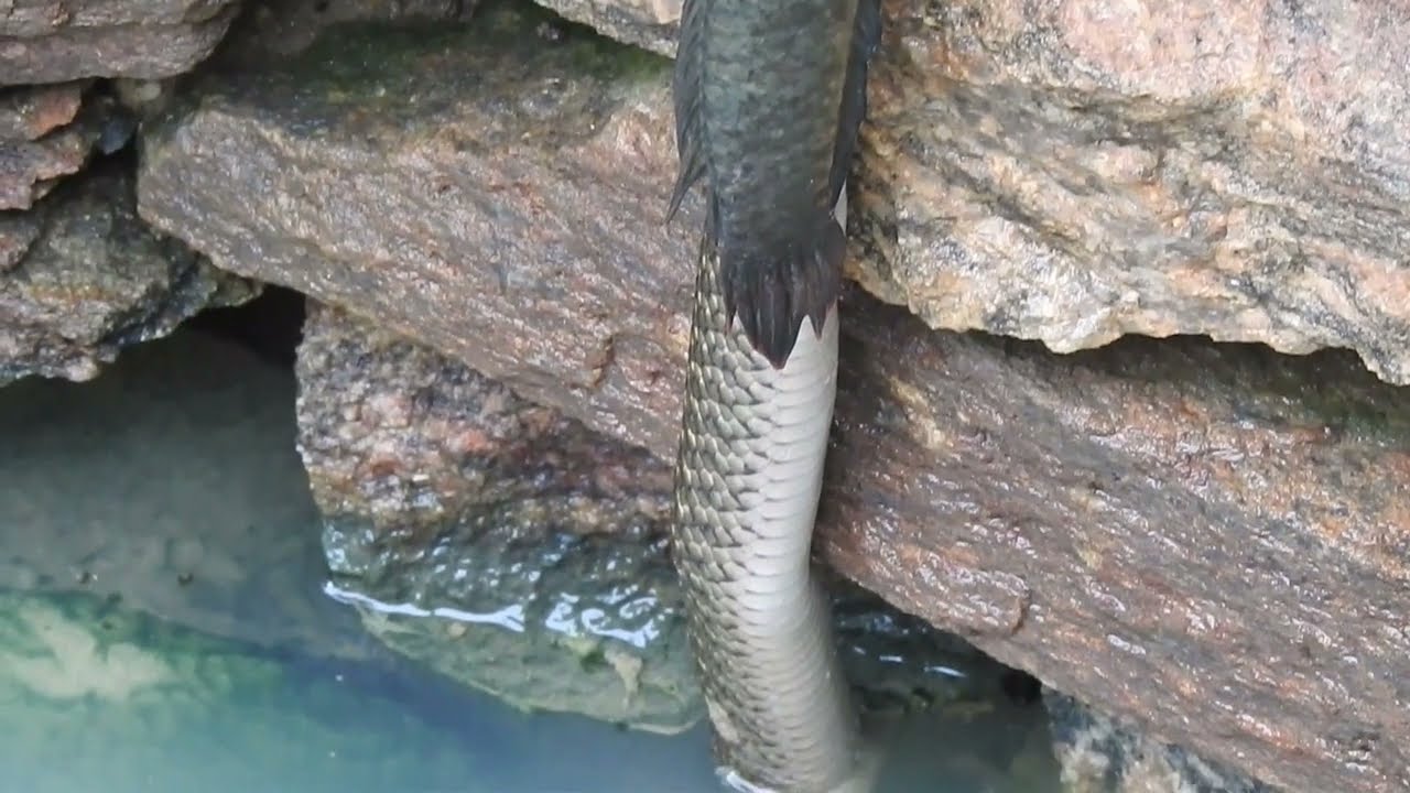 Are Snakehead Fish Related To Snakes?