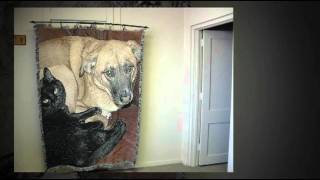 Amos Family Pet Companion Crematory