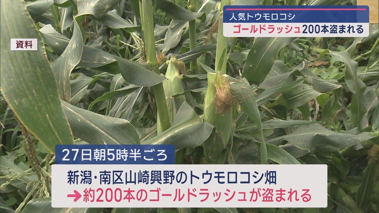 狙われた美味トウモロコシ「ゴールドラッシュ」朝採れが人気 200本2万
