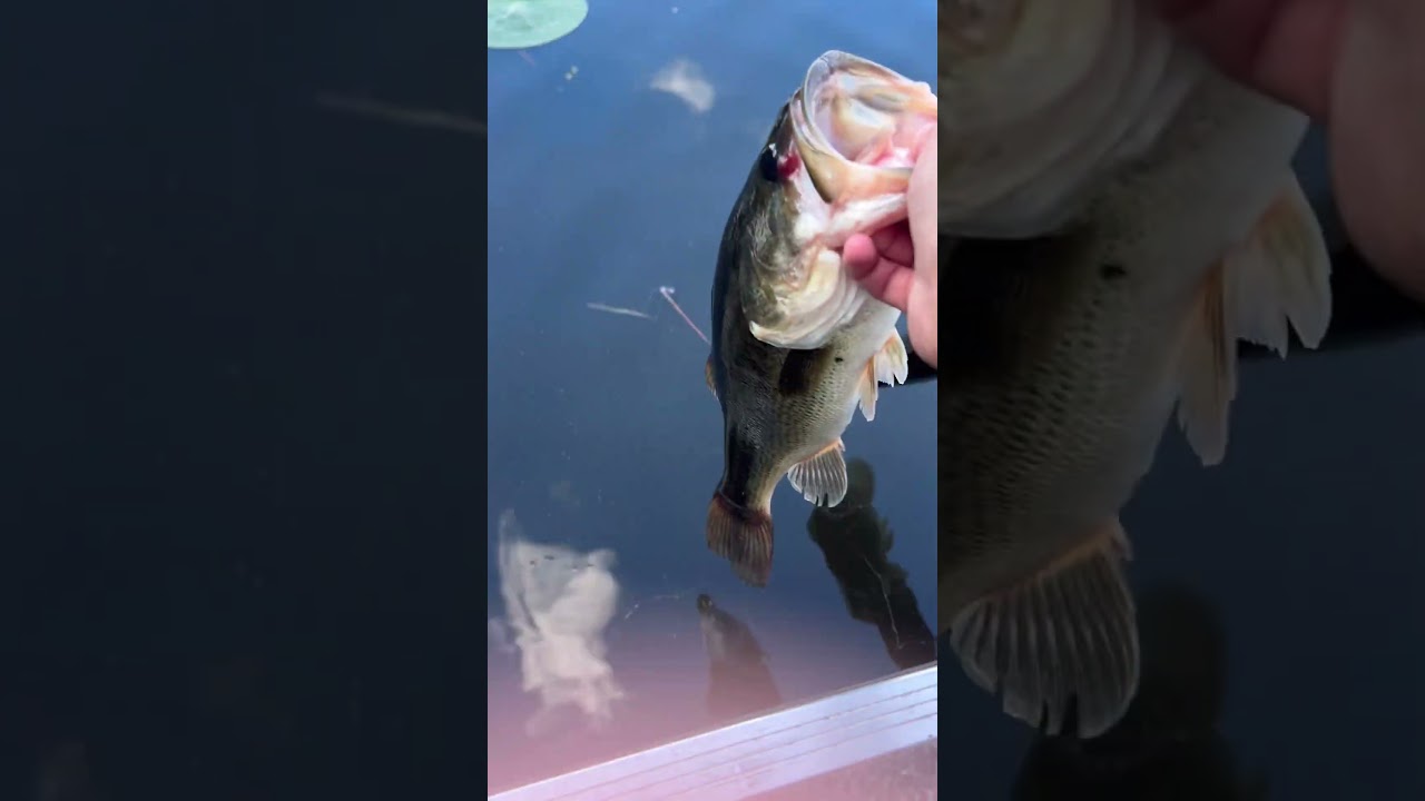 footage i forgot to post from out tournament in september 