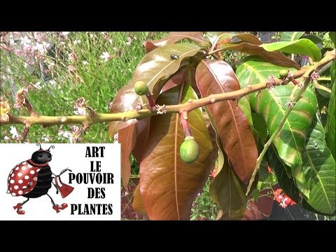 Vidéo: Comment et quand cueillir mes mangues : conseils pour récolter des mangues à la maison