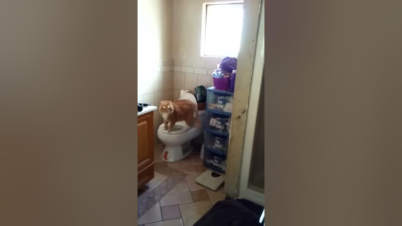 Cat drinking toilet water YouTube