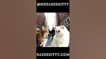 Mr.BakedKitty Shenanigans  #catlife #catlovers #catnip #catnipcraze #catshorts #catvideos